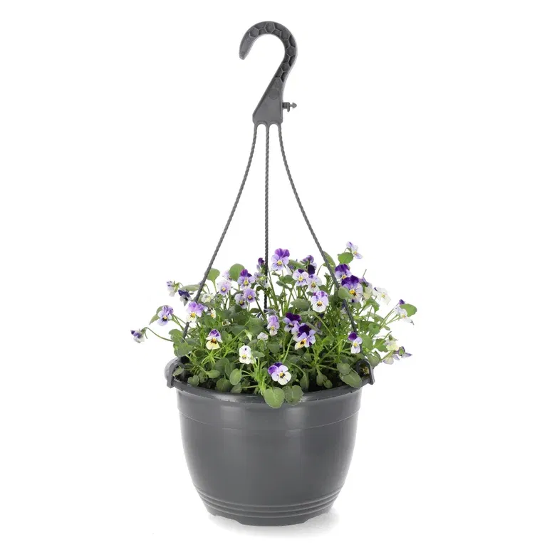 Viola h. basket 22 cm