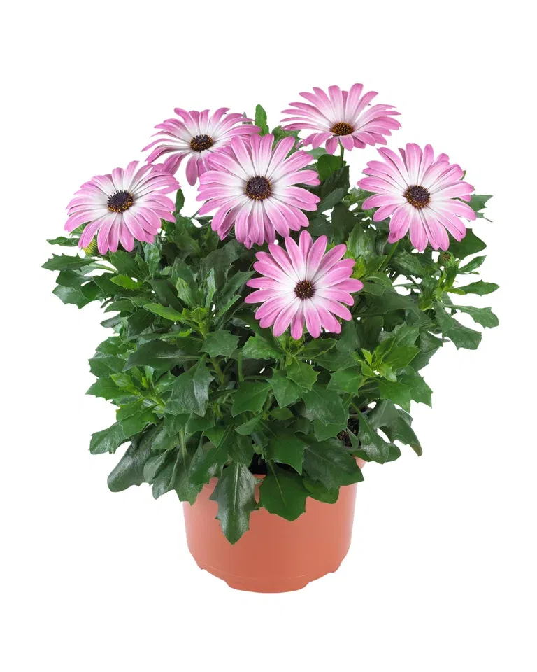 Osteospermum Pink 19 cm