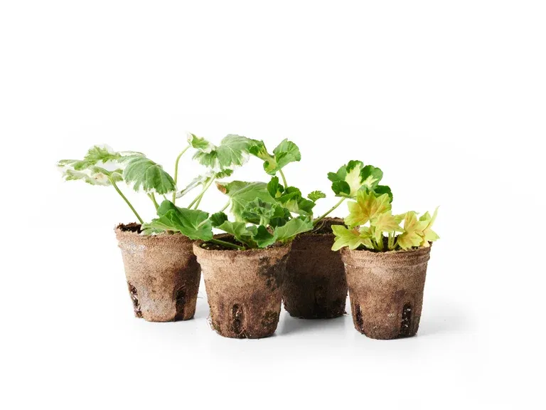 Pelargonium hortorum 6 cm