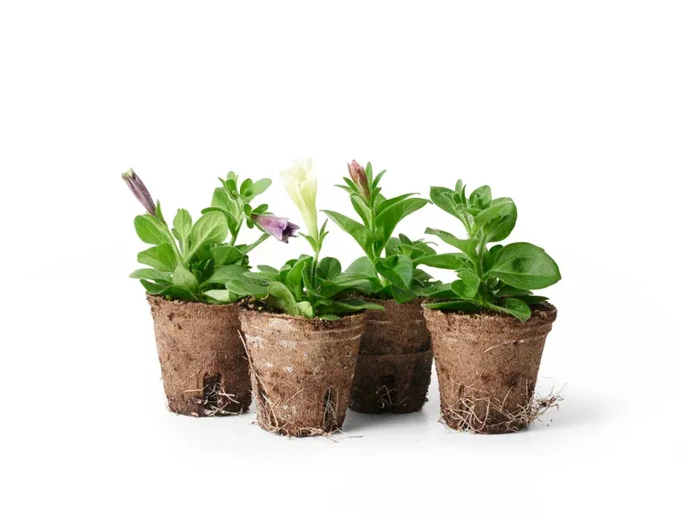 Petunia 6 cm