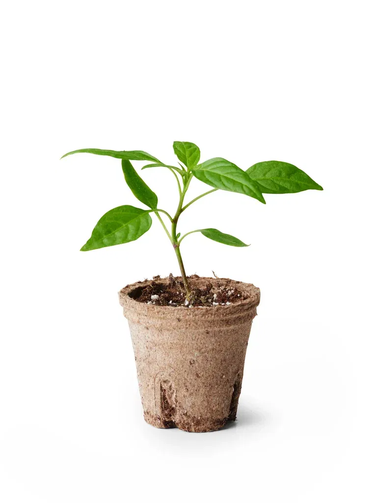 Capsicum Chili 'Apache' 6 cm