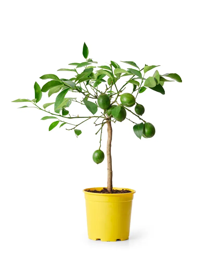 Citrus 'Lemon' stem 19 cm