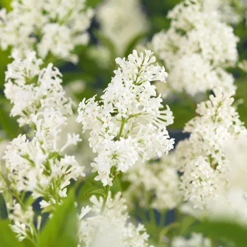 Syringa josikaea 'Holger' 4,5L