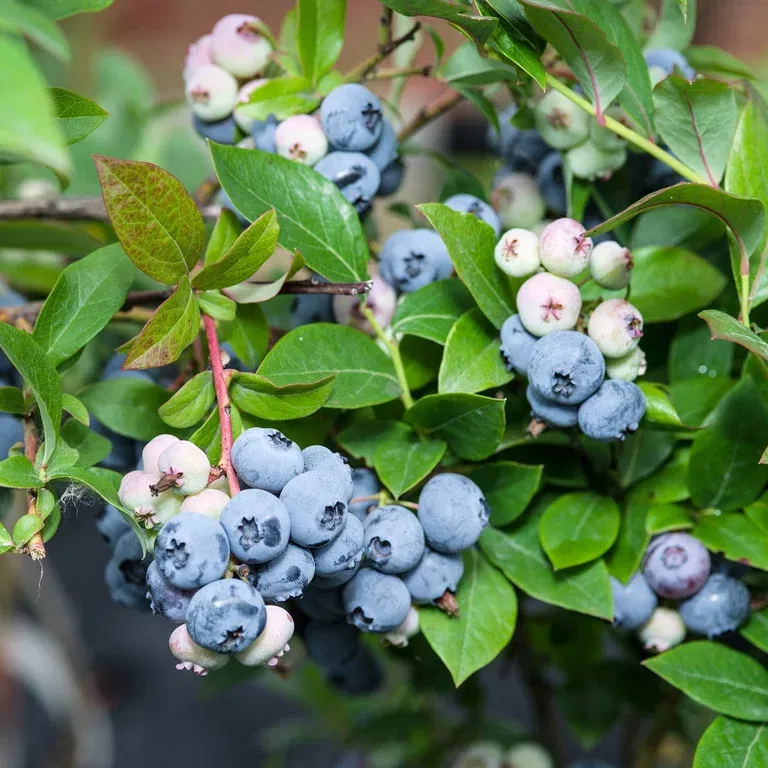 Vaccinium corymbosum 'Bluecrop' 50-60 4,5L