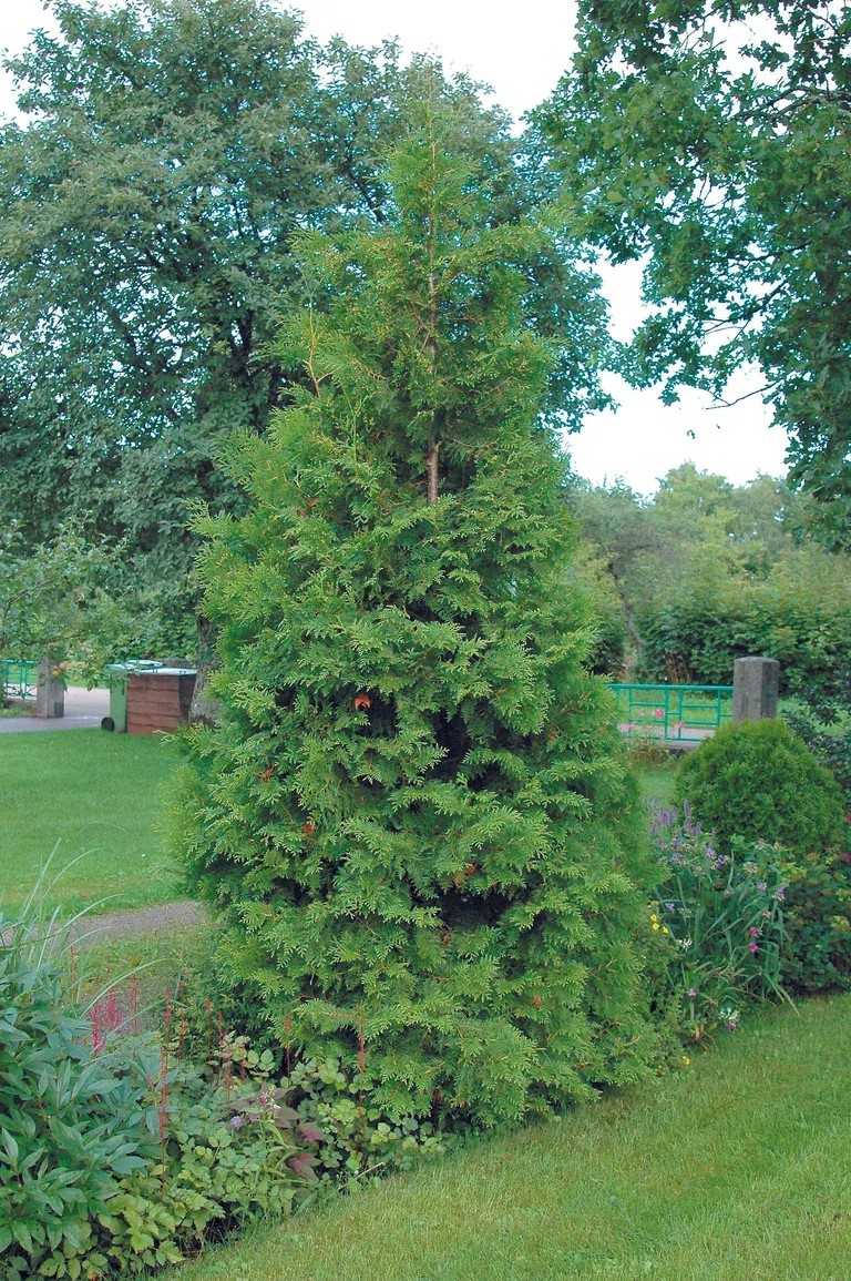 Thuja occ. 'Brabant' 140-160cm 12L