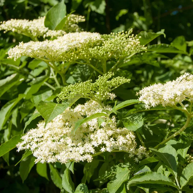 Sambucus nigra 'Haschberg' 4,5L