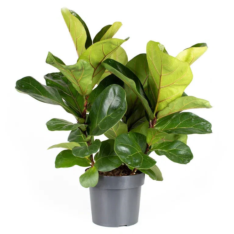 Ficus lyrata 27 cm