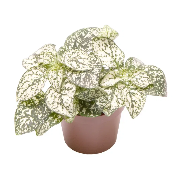 Hypoestes phyllostachya 'White' 6 cm