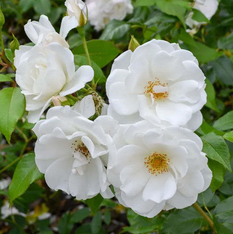 Rosa 'Lac Majeau' 3L
