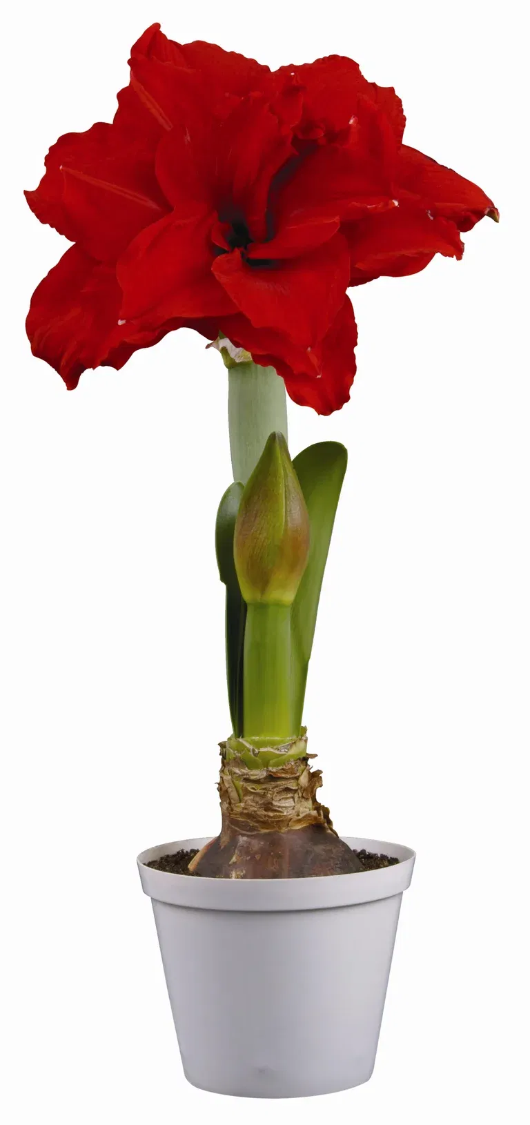 Hippeastrum 32+ 'Inferno' 14 cm