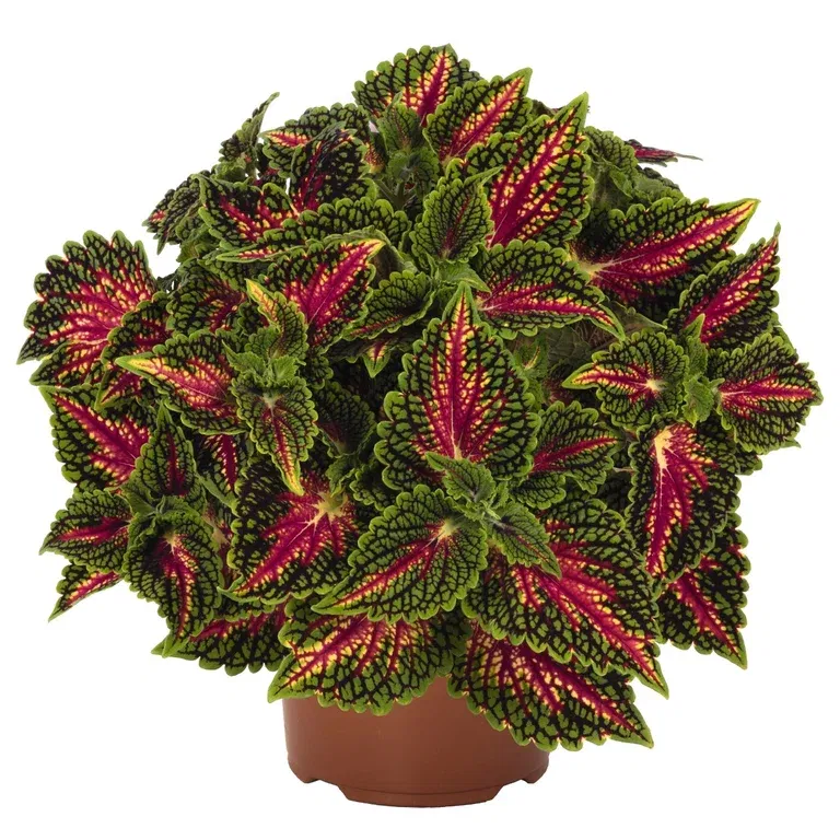 Coleus 'Spacecake' 12 cm