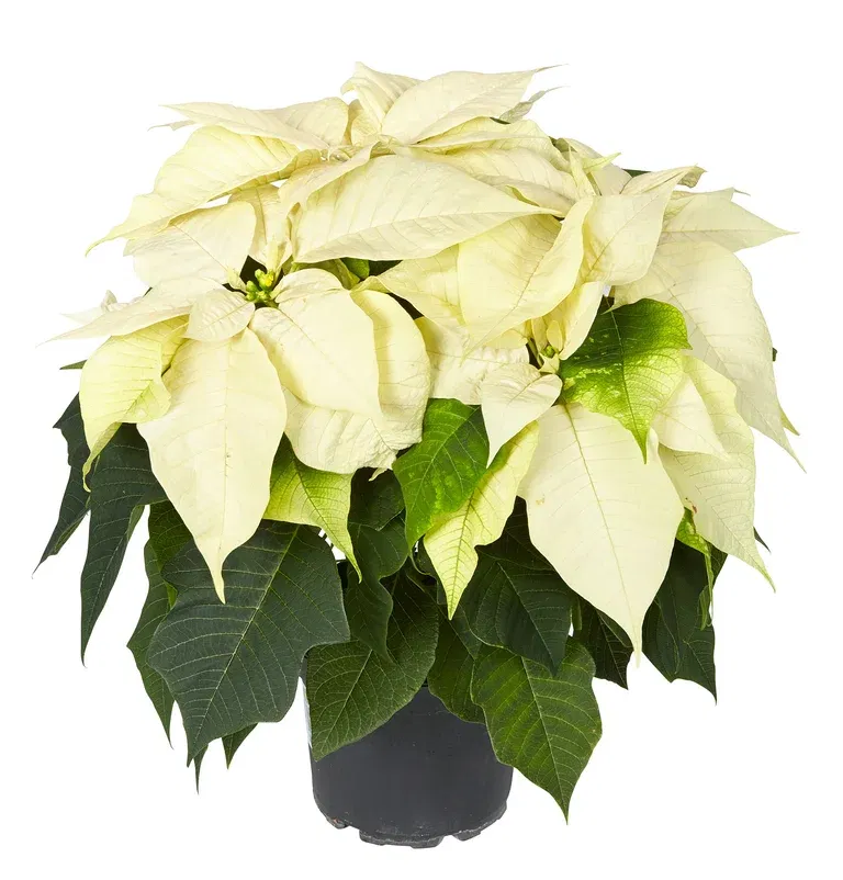 Euphorbia pulch. branched White 15 cm