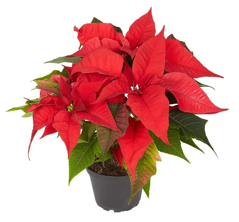 Euphorbia pulch. branched Red 15 cm