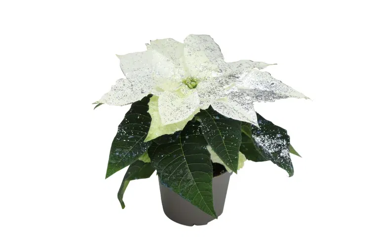 Euphorbia pulch. Mini White glitter 6 cm