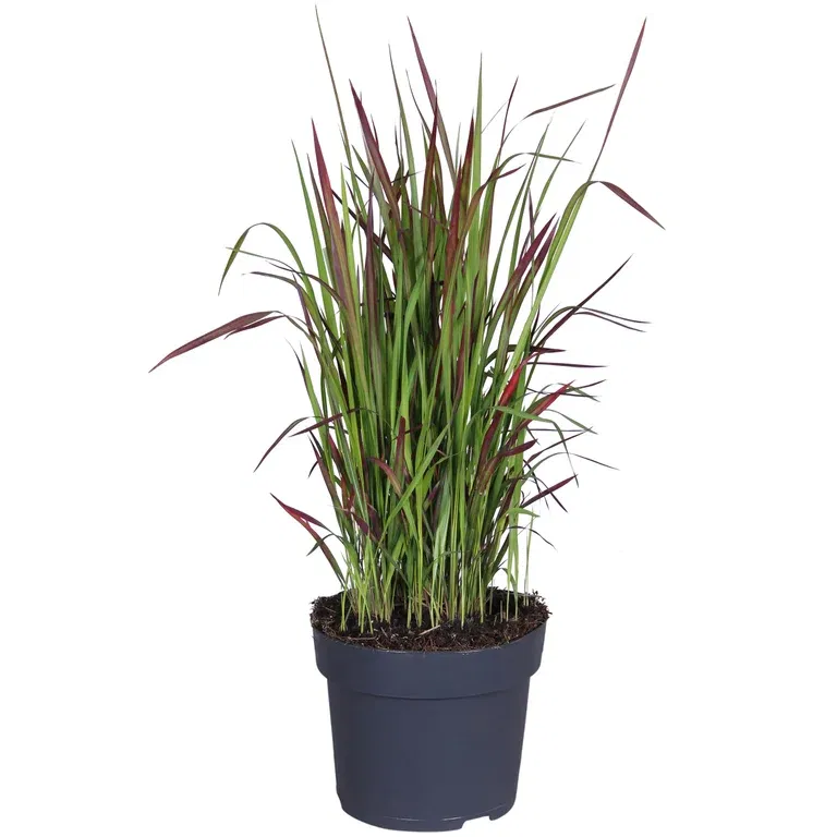 Imperata cyl. 'Red Baron' 14 cm