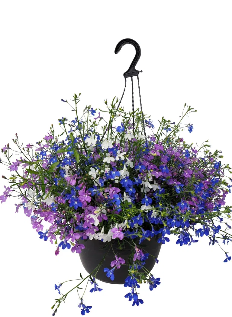 Lobelia Romantic G. h. basket 25 cm