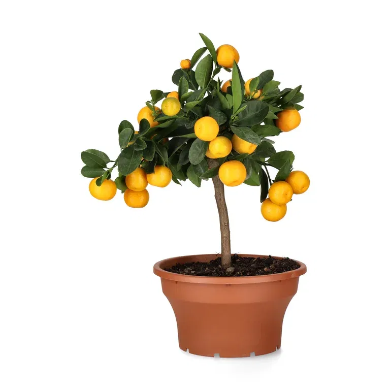 Citrus Calamondin bowl 23 cm