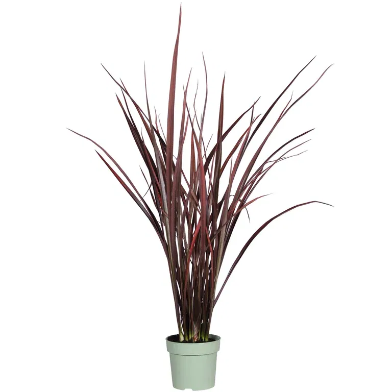 Phormium 'Amazing Red' 14 cm