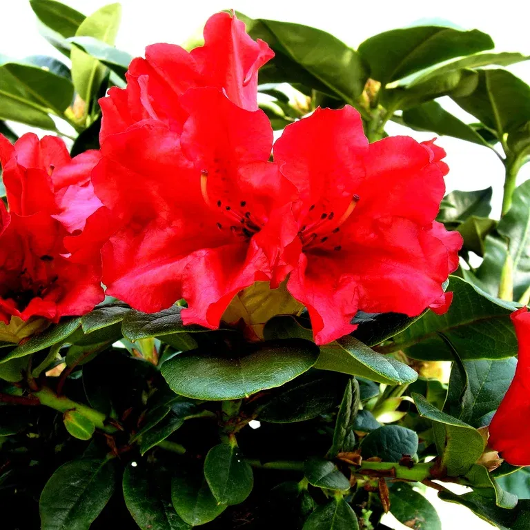 Rhododendron dwarf 'Scarlet Wonder' 17cm