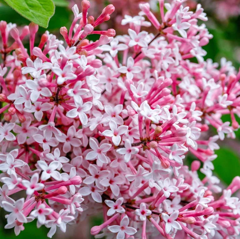 Syringa TINKERBELLE ('Bailbelle') 30-50cm 23cm