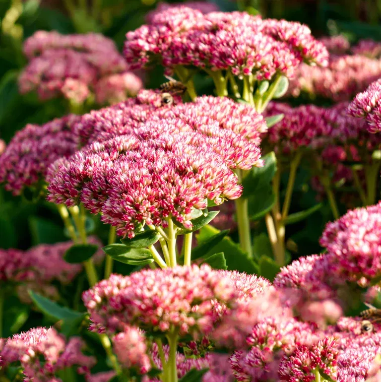 Hylotelephium telephium 'Seduction Green Leaves Rose' 17cm