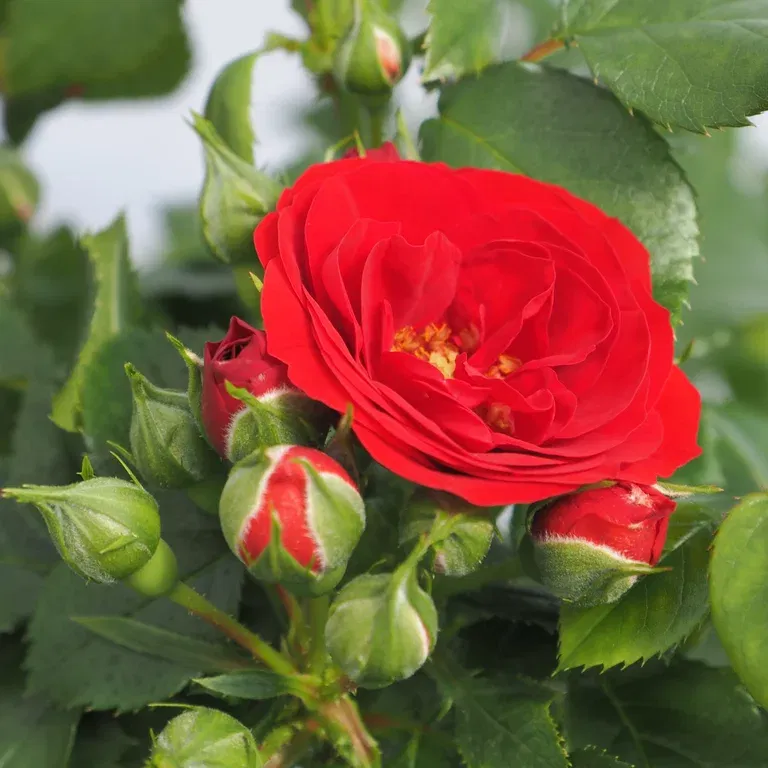 Rosa Terrace red 4L
