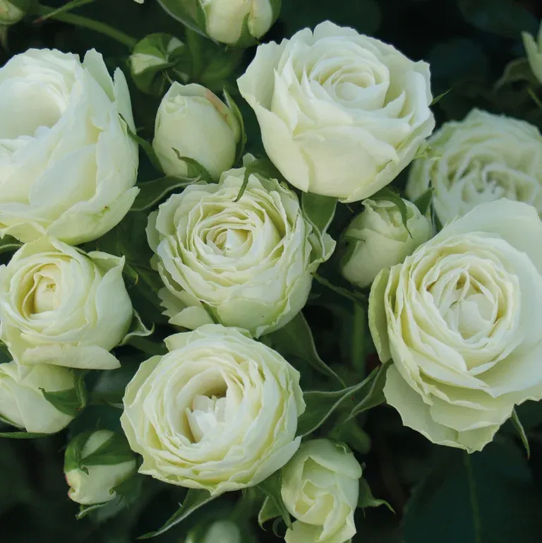Rosa Terrace white 4L