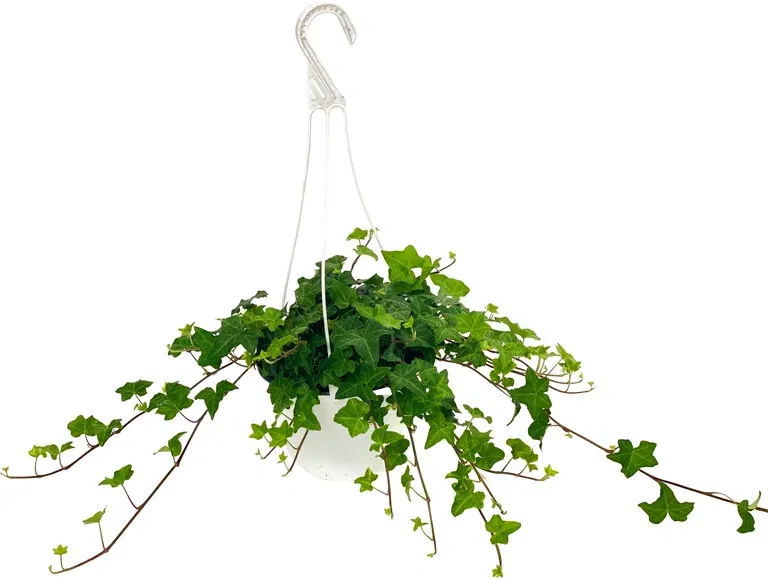 Ivy in hanging basket