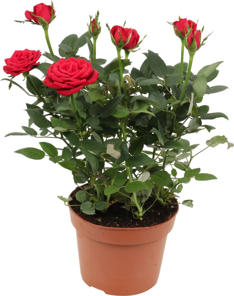 Rosa Forever Red 12 cm