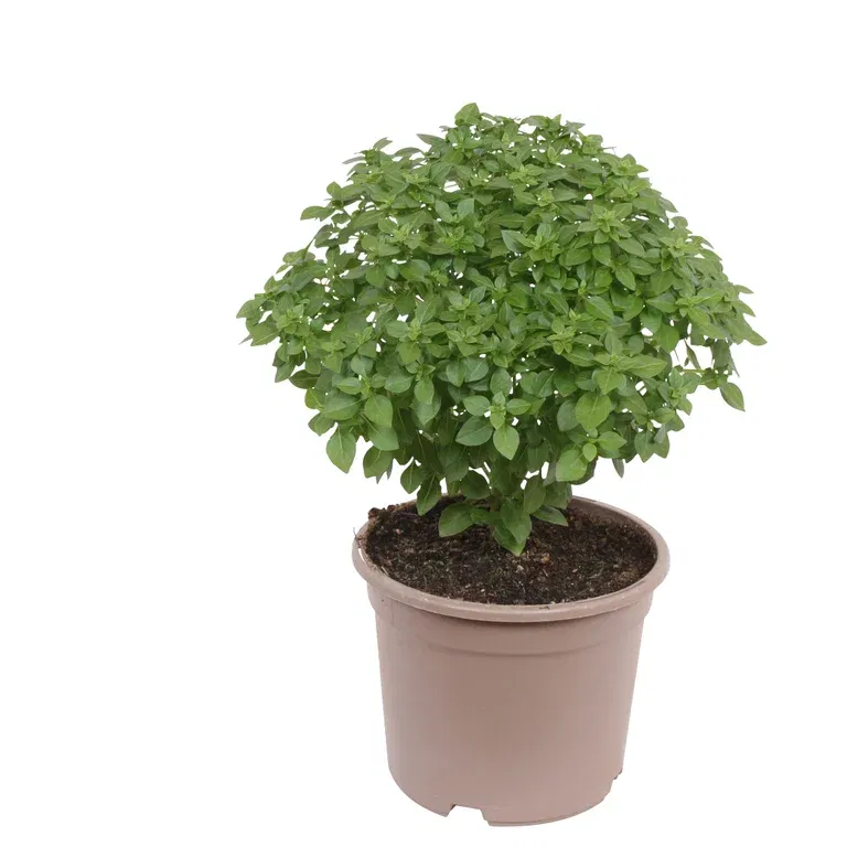 Ocimum basilicum 'Greek Basil' 14 cm