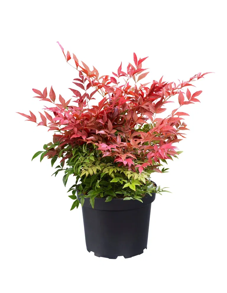 Nandina domestica 'Obsessed' 17 cm