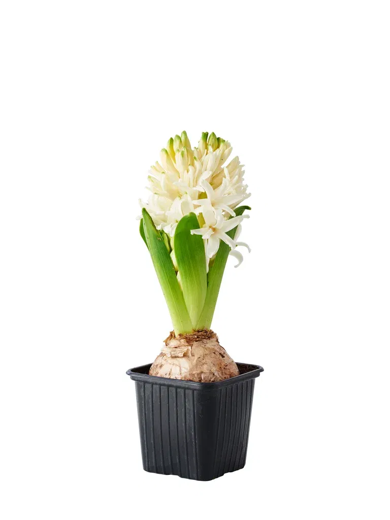 Hyacinthus 17+ White 7 cm