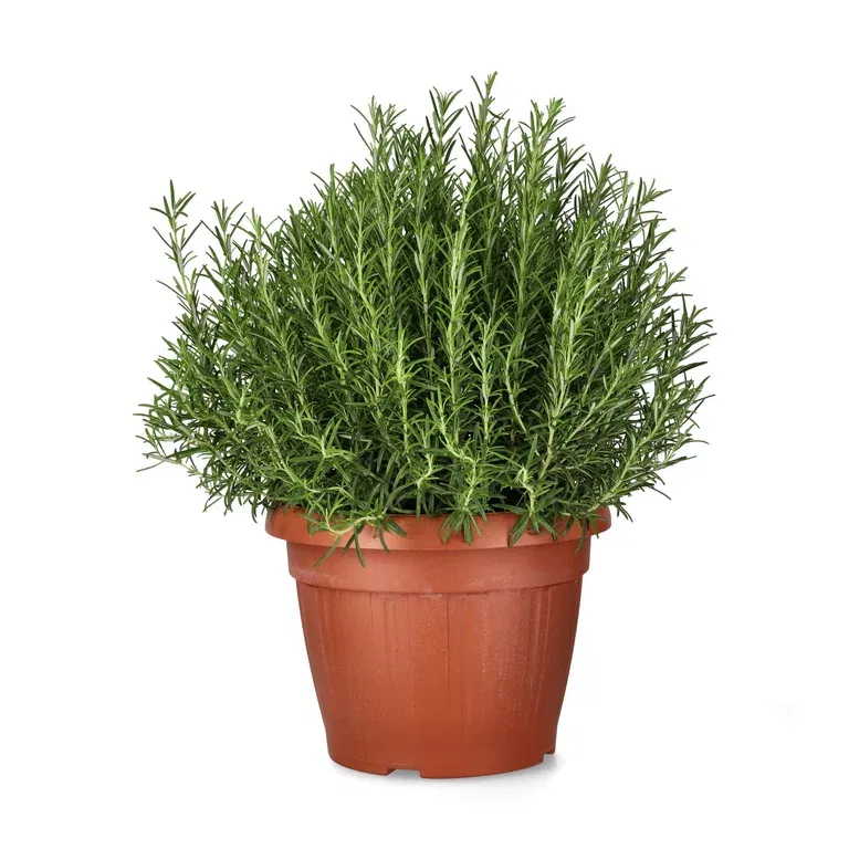 Rosmarinus officinalis 30 cm