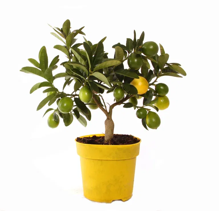 Citrus Limequat stem 14 cm