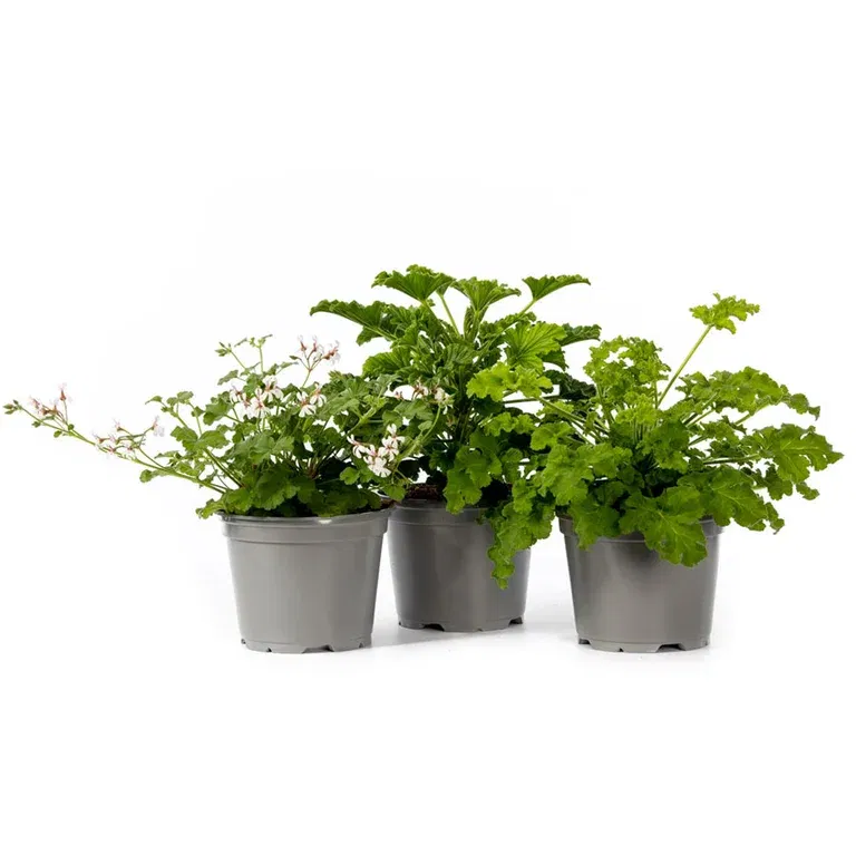 Pel. graveolens duft 12 cm