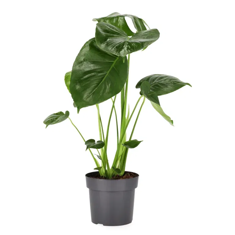 Monstera deliciosa 17 cm