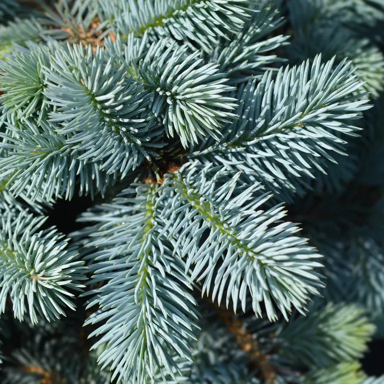 Picea pungens 'Glauca Globosa' Stem 40cm 32cm