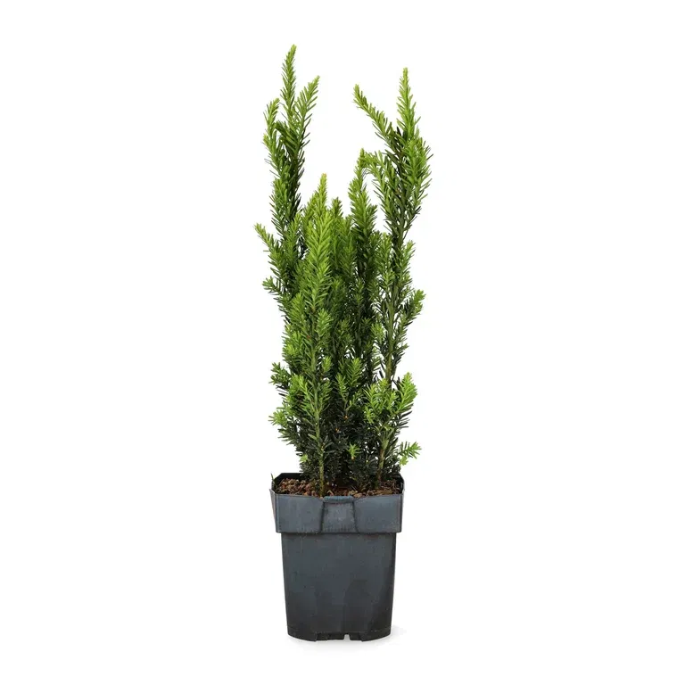 Taxus x media 'Hillii' 17cm