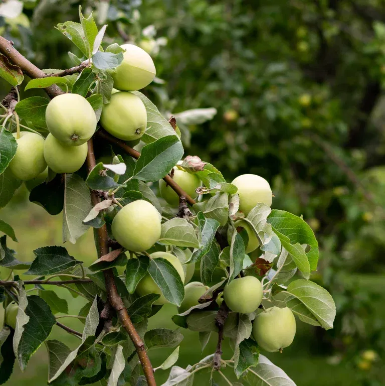 Malus domestica 'Transparente Blanche' Geneva 202® 10L