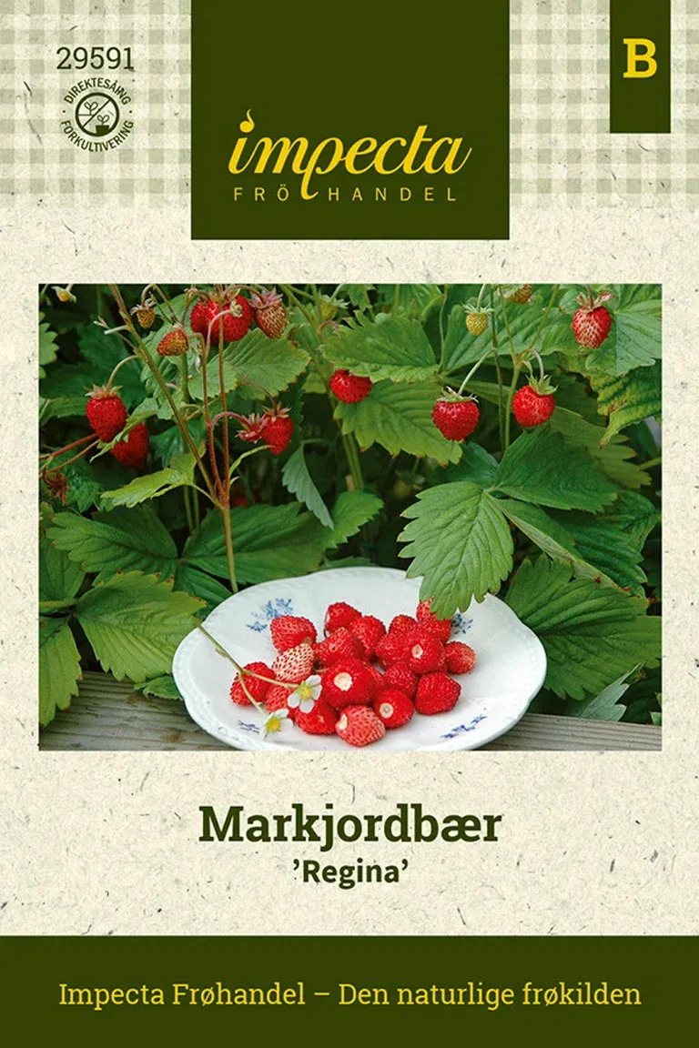 Fragaria vesca 'Regina'