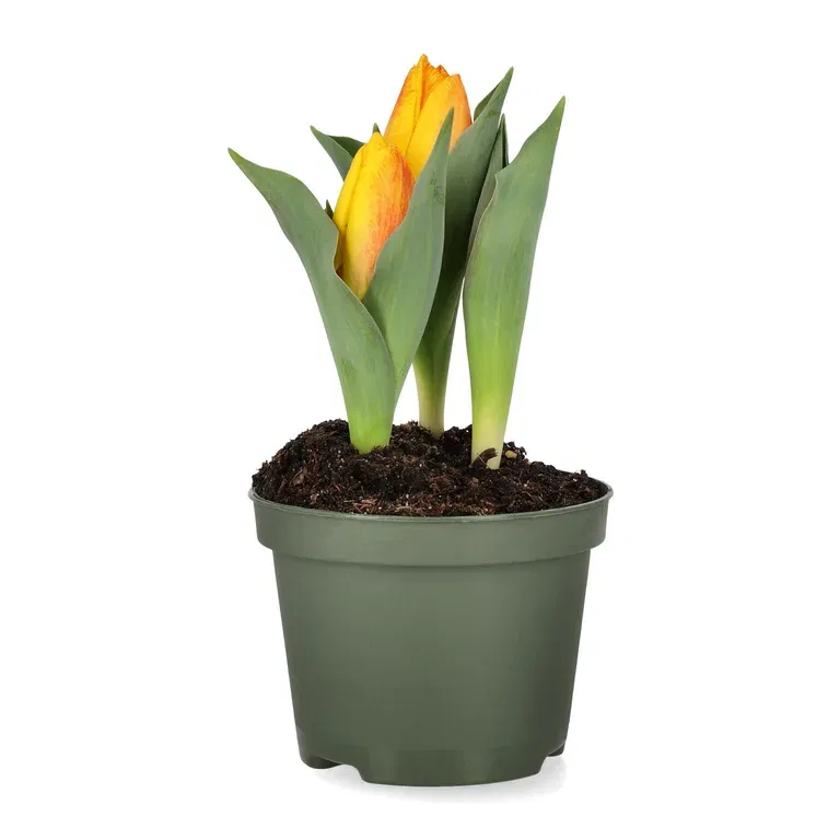 Tulipa 'Flair' 10,5 cm