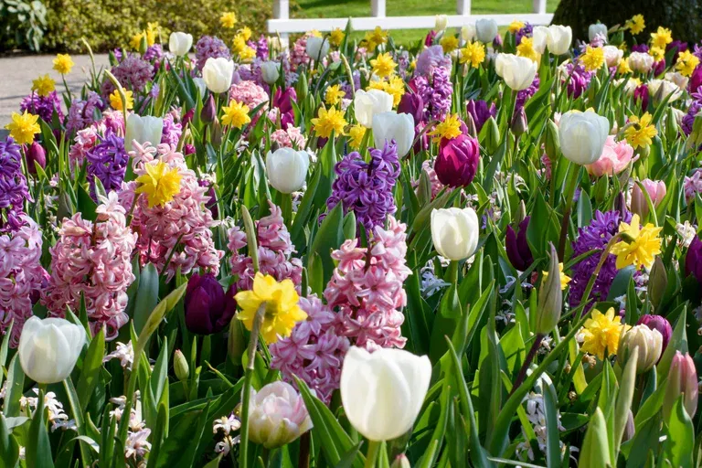 Blomsterløk miks Ratatouille Pastel Tones