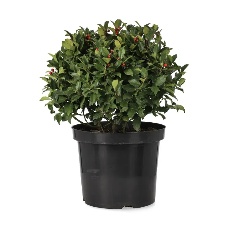 Ilex meserveae 'Blue Maid' 28 cm