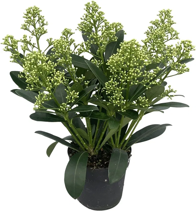 Skimmia j. 'Finchy' 9+ 10,5 cm