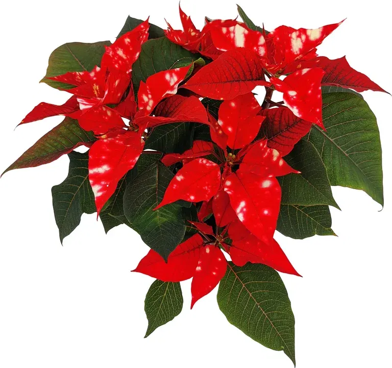 Euphorbia pulch. branched 'Sky Star' 12 cm