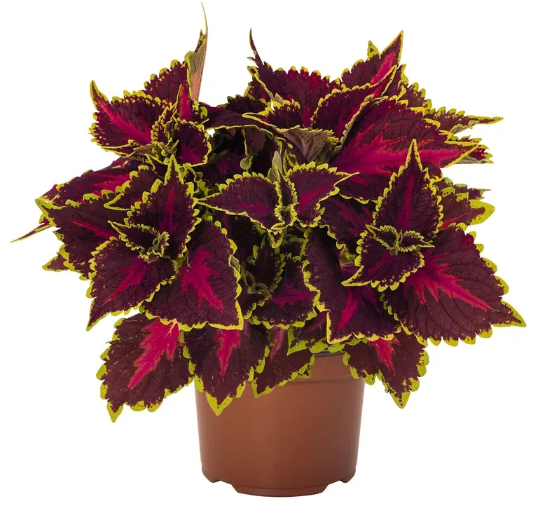 Coleus 'Hollywood Boulevard' 12 cm