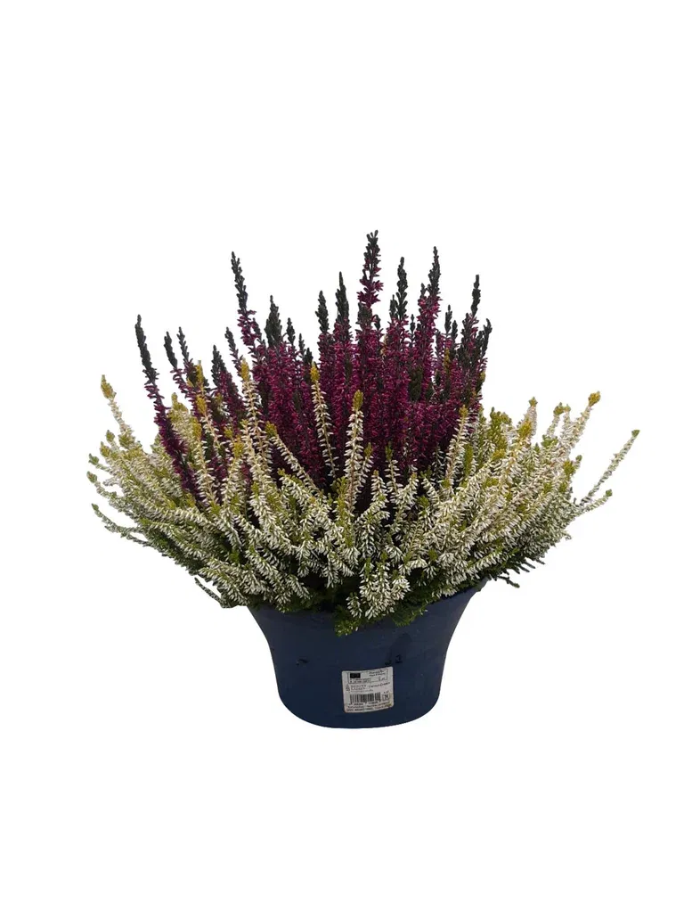 Calluna 'Colour Crown' bowl 23 cm