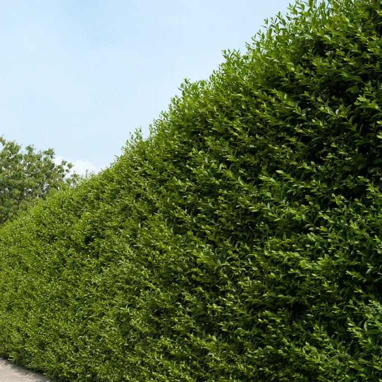 Ligustrum ovalifolium 10-pack 4,5L