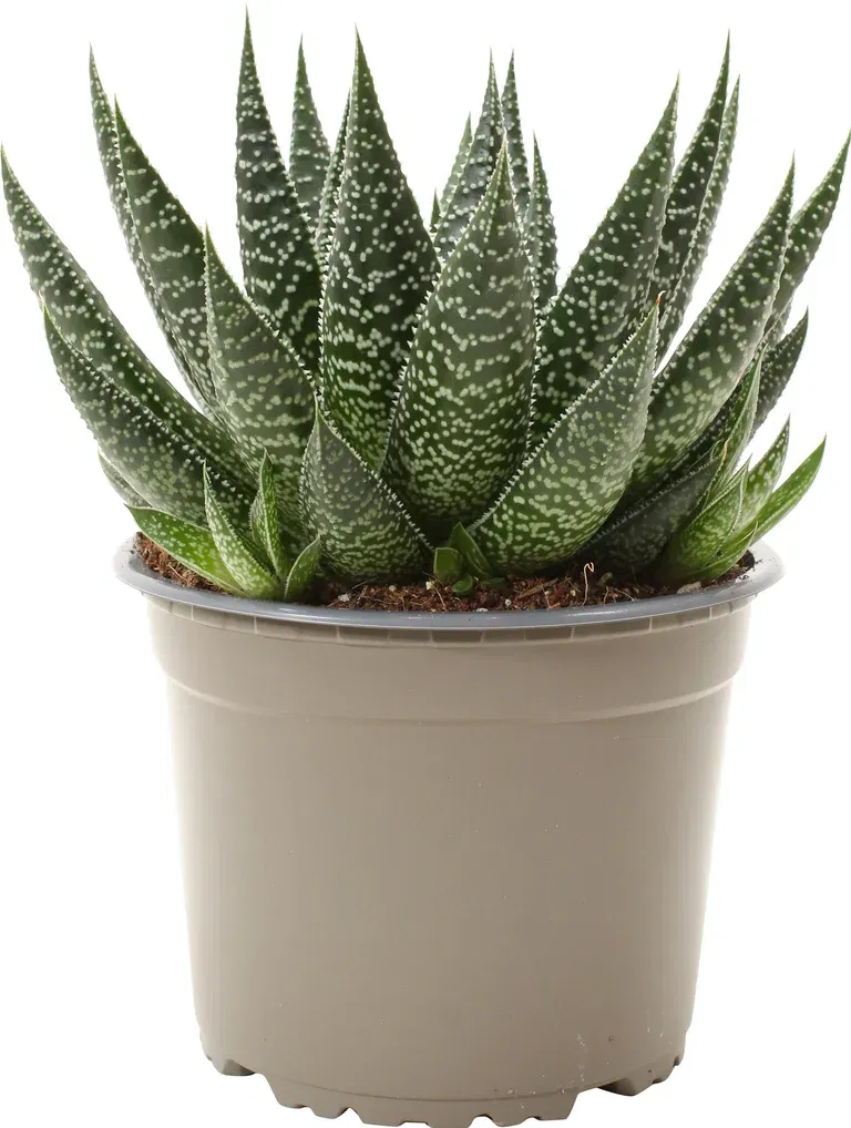 Gasteria beguinii 14 cm