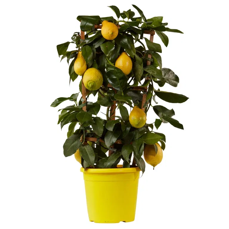 Citrus 'Lemon' spalier 21 cm